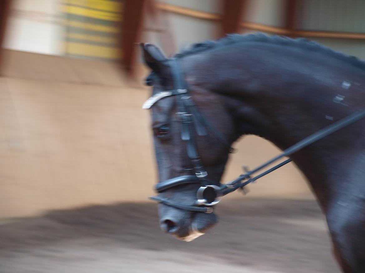 Dansk Varmblod Bulig´s Lerado billede 3