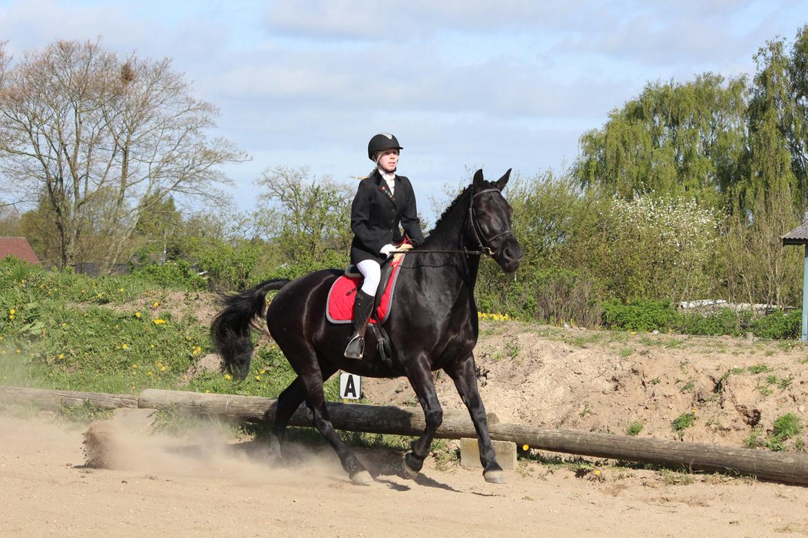 Oldenborg Gaston billede 5