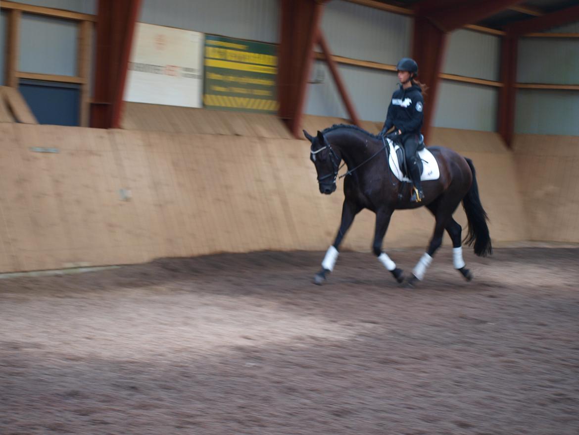 Dansk Varmblod Bulig´s Lerado billede 2