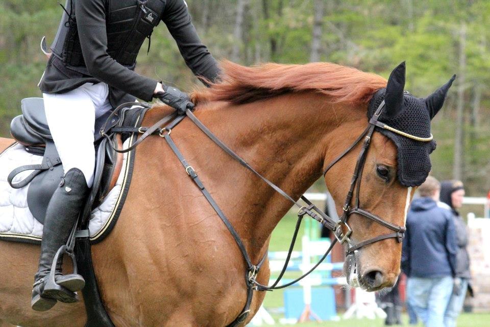 Dansk Varmblod Rolsted´s Cashot billede 17