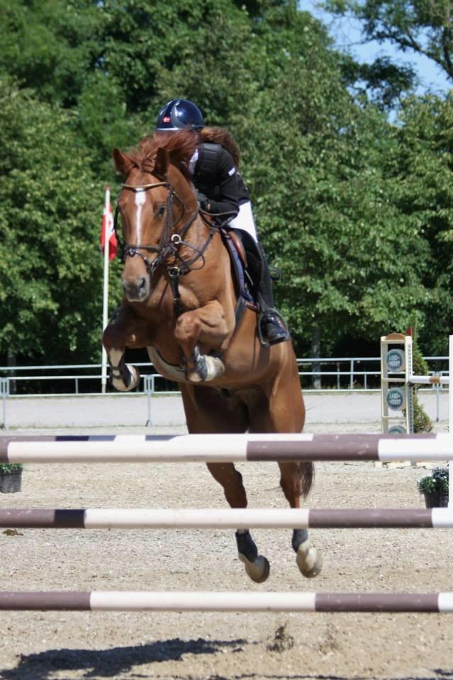 Dansk Varmblod Rolsted´s Cashot billede 18