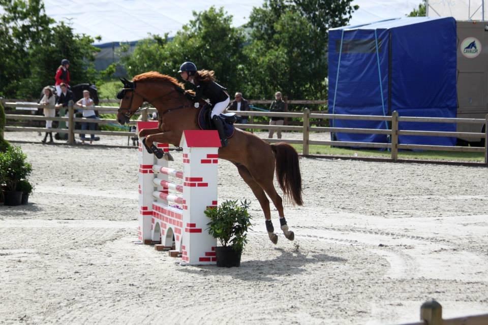 Dansk Varmblod Rolsted´s Cashot billede 19