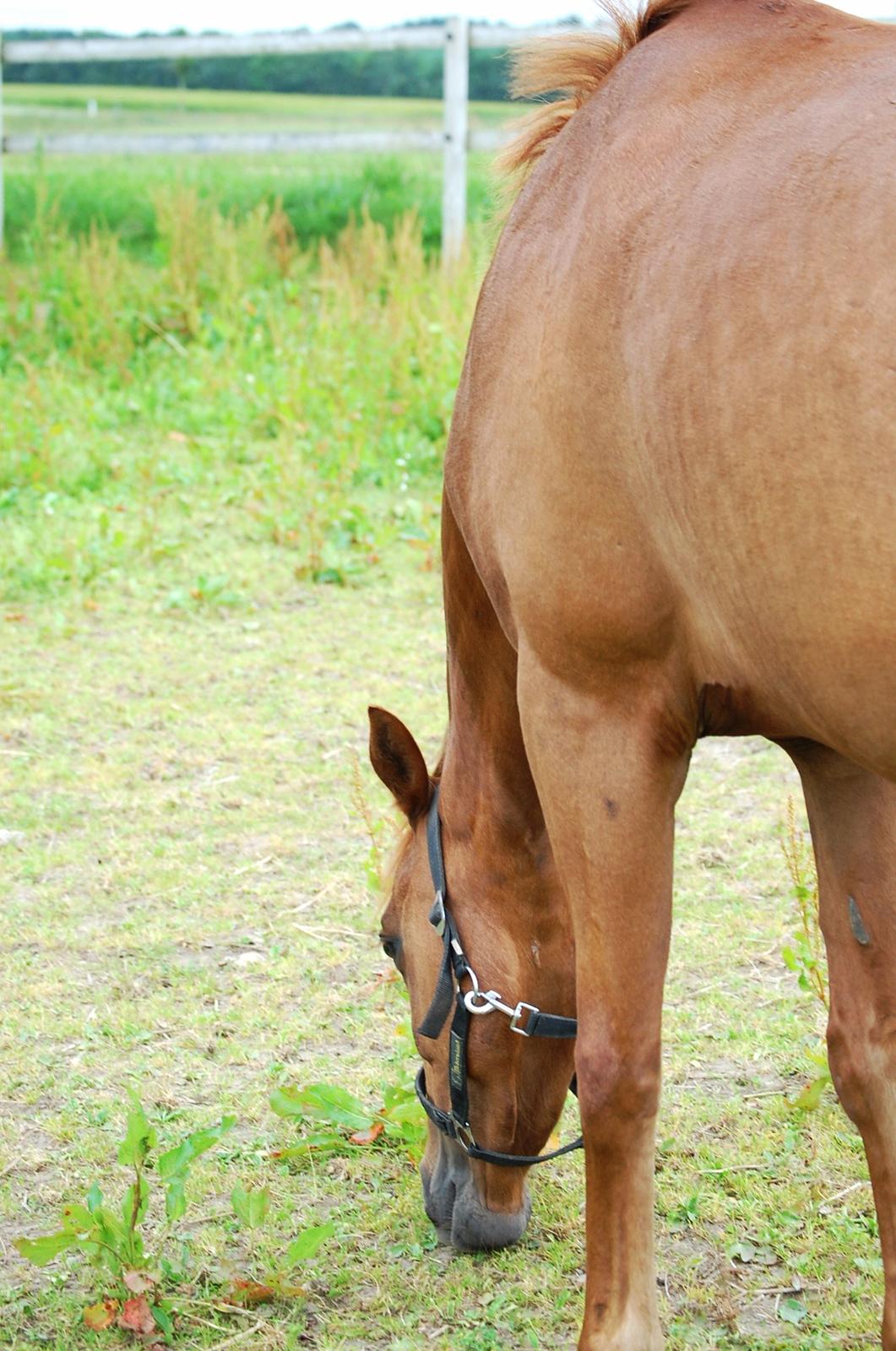 DSP Casino billede 4