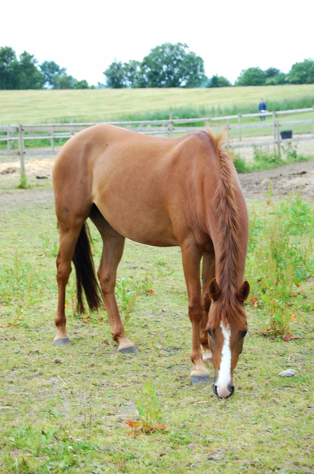 DSP Casino billede 7