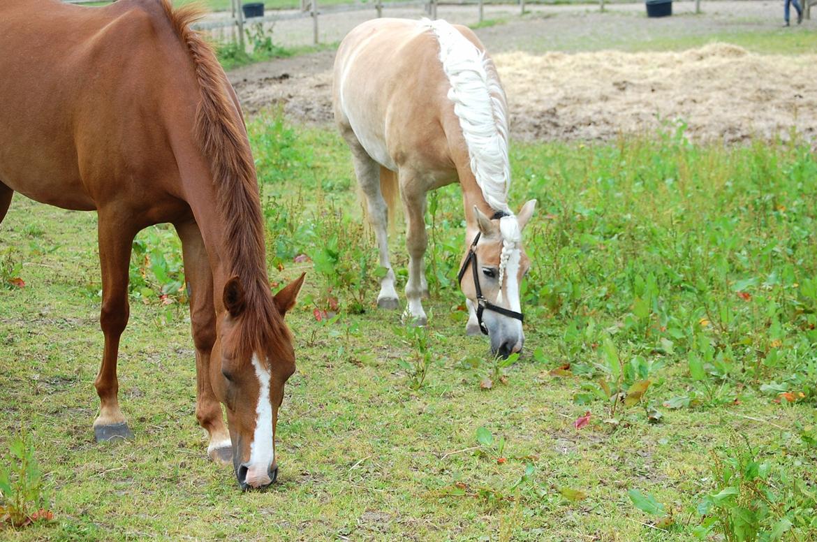 DSP Casino billede 13