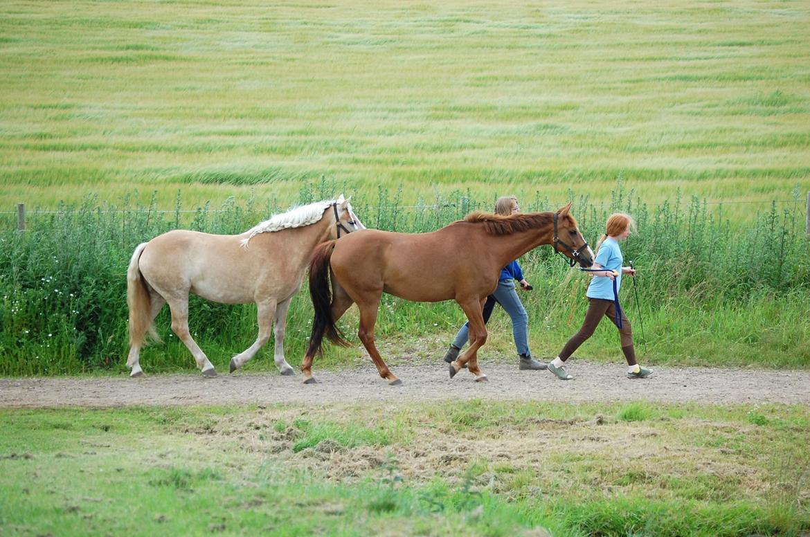 DSP Casino billede 16