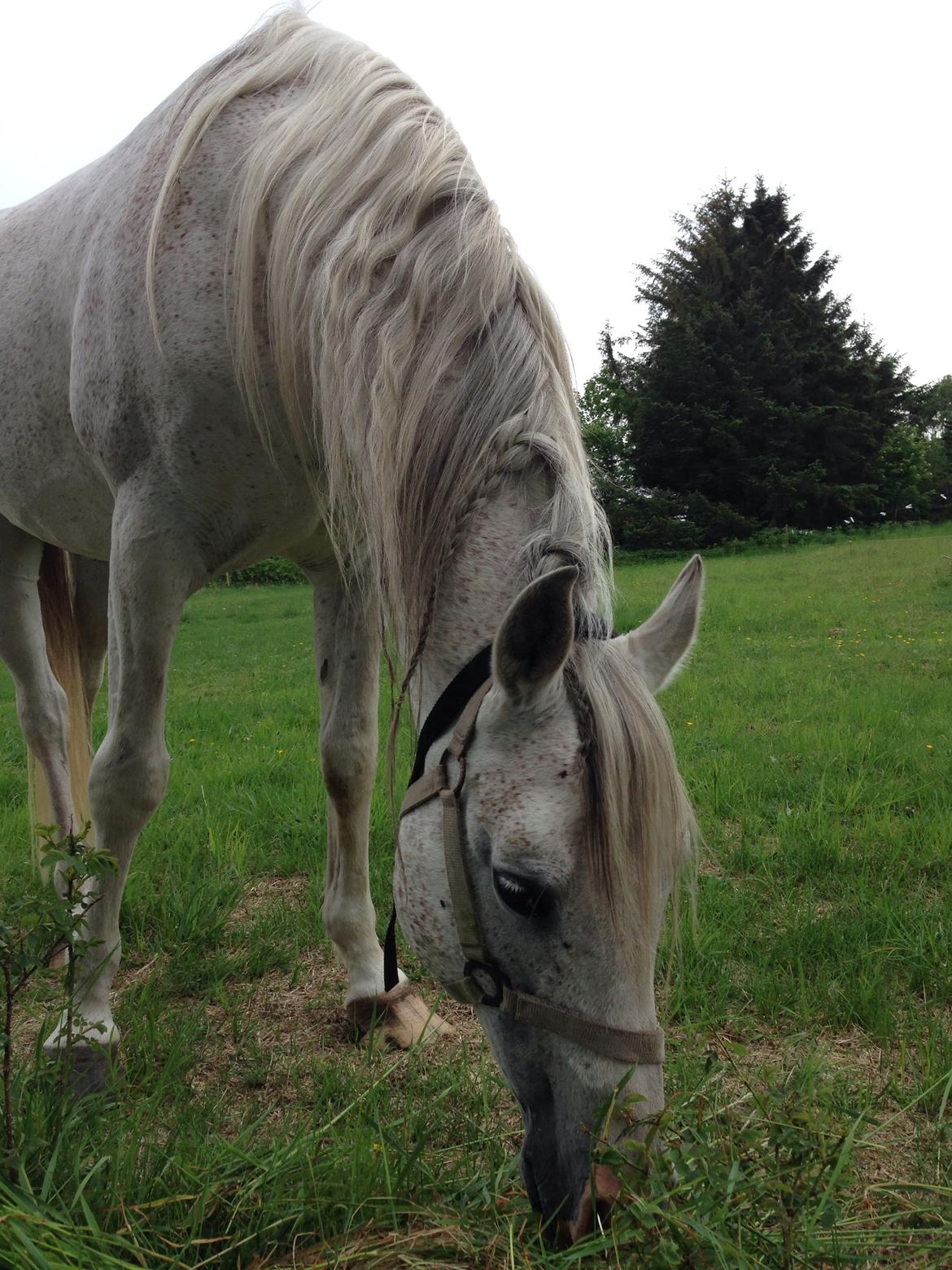 Arabisk fuldblod (OX) Silviars Benjamin CA fri billede 31