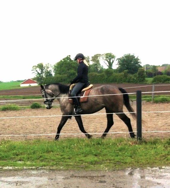 Dansk Varmblod Candis - Taget ud fra video  billede 17