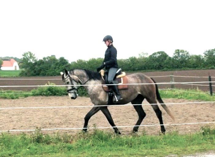 Dansk Varmblod Candis - Først gang jeg prøvede Candis efter hun var sent i tilridning. Hun har blot været ridehest i en måneds tid.  billede 2