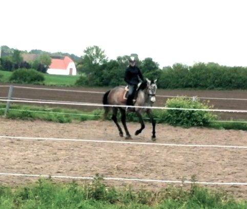 Dansk Varmblod Candis - Beklager kvaliteten - taget ud fra video  billede 19