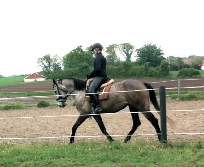 Dansk Varmblod Candis - Taget ud fra video  billede 18