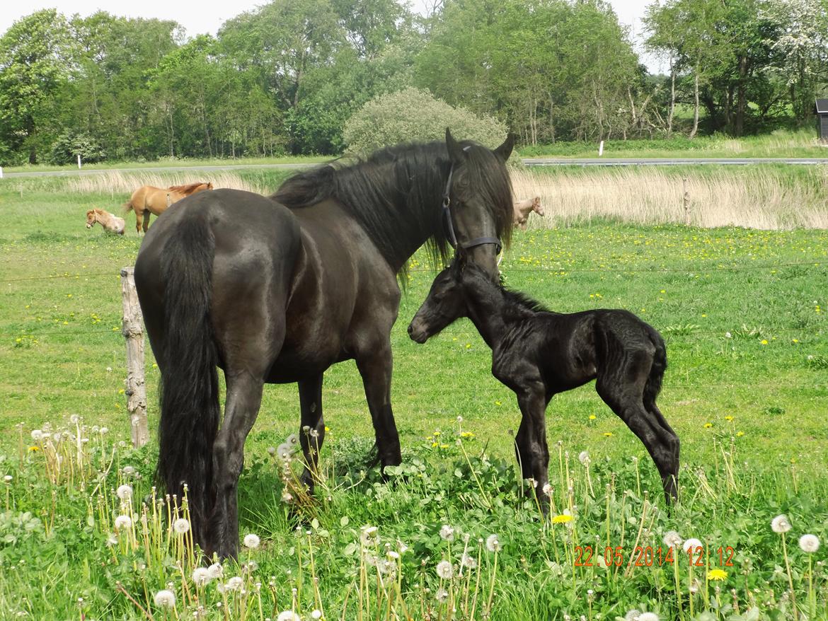 Barockpferd Clarissa - Så kom dagen d. 22-05-2014 hvor Clarissa nedkom med et lille hoppeføl billede 17