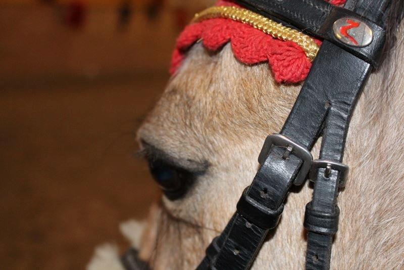 Anden særlig race Ofelia<3 billede 17