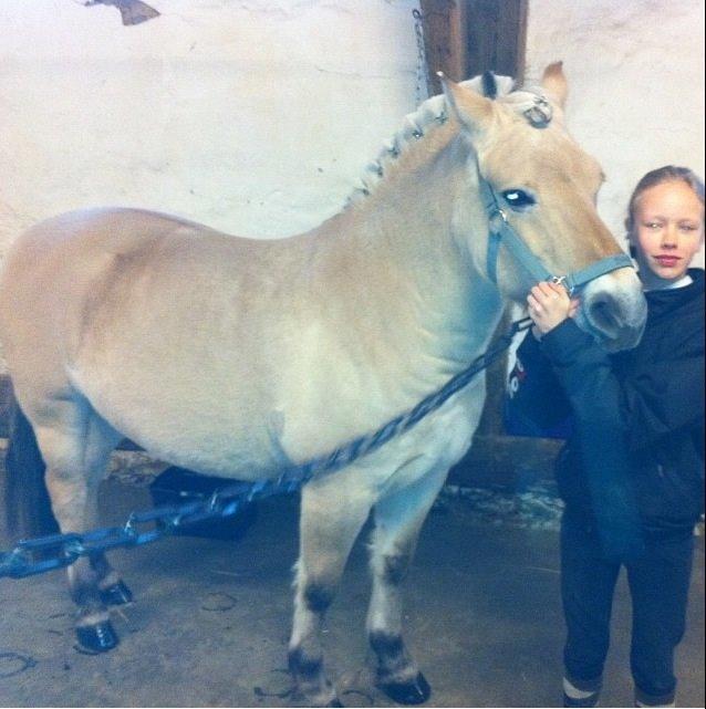 Fjordhest Baily billede 1