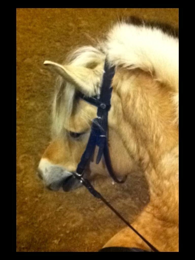 Fjordhest Baily billede 2