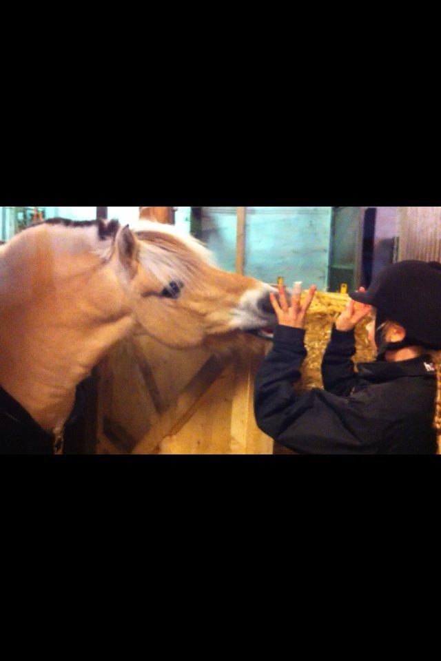 Fjordhest Baily billede 3