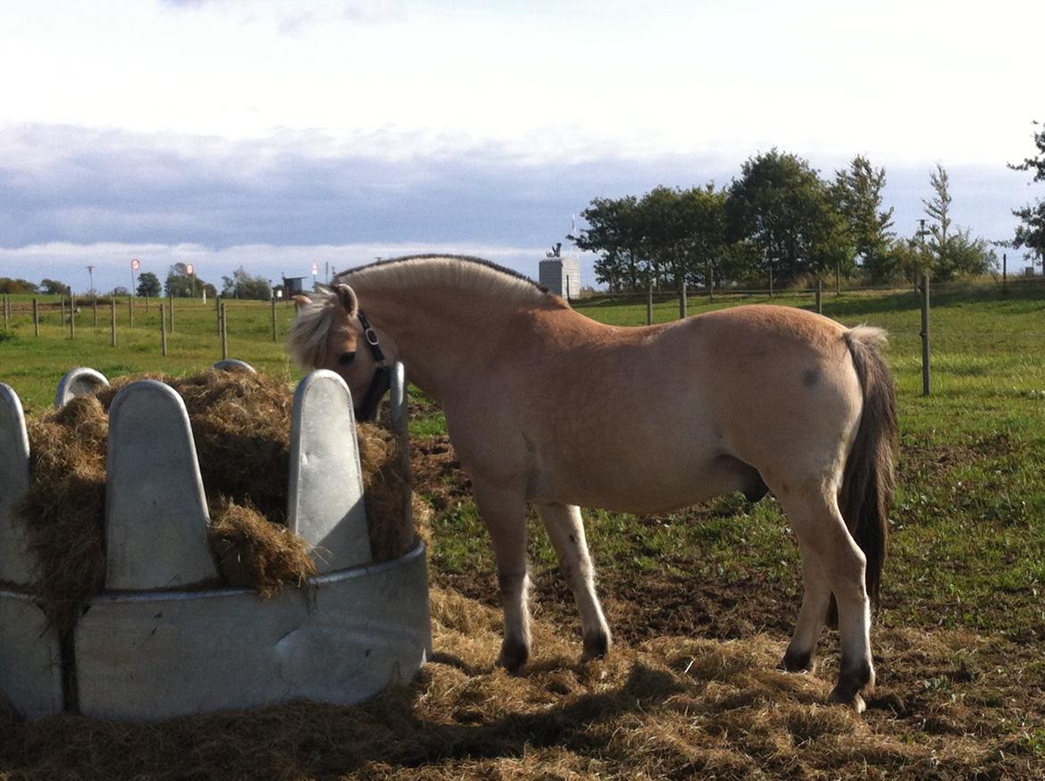 Fjordhest Baily billede 4