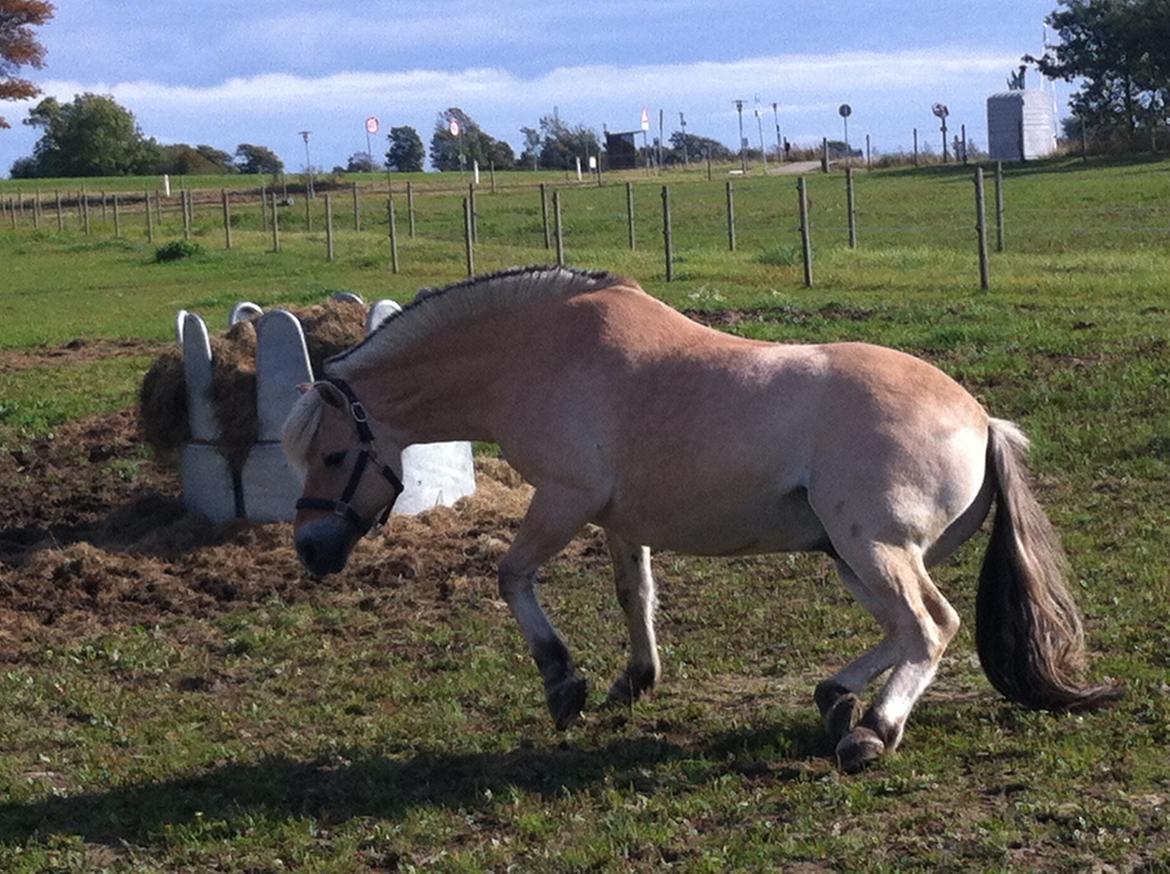 Fjordhest Baily billede 5