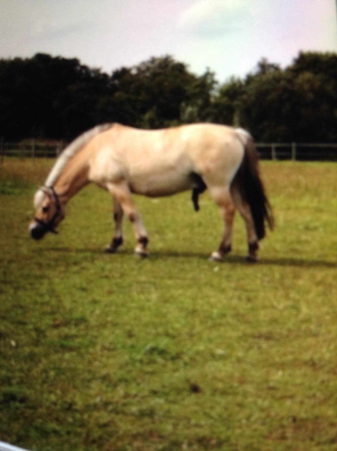 Fjordhest Baily billede 6