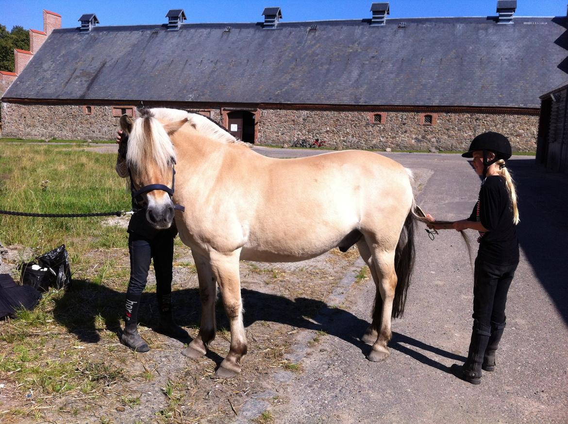 Fjordhest Baily billede 7