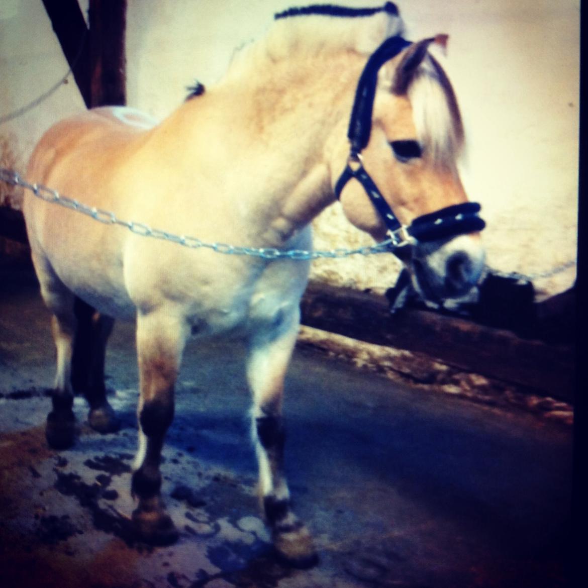 Fjordhest Baily billede 8