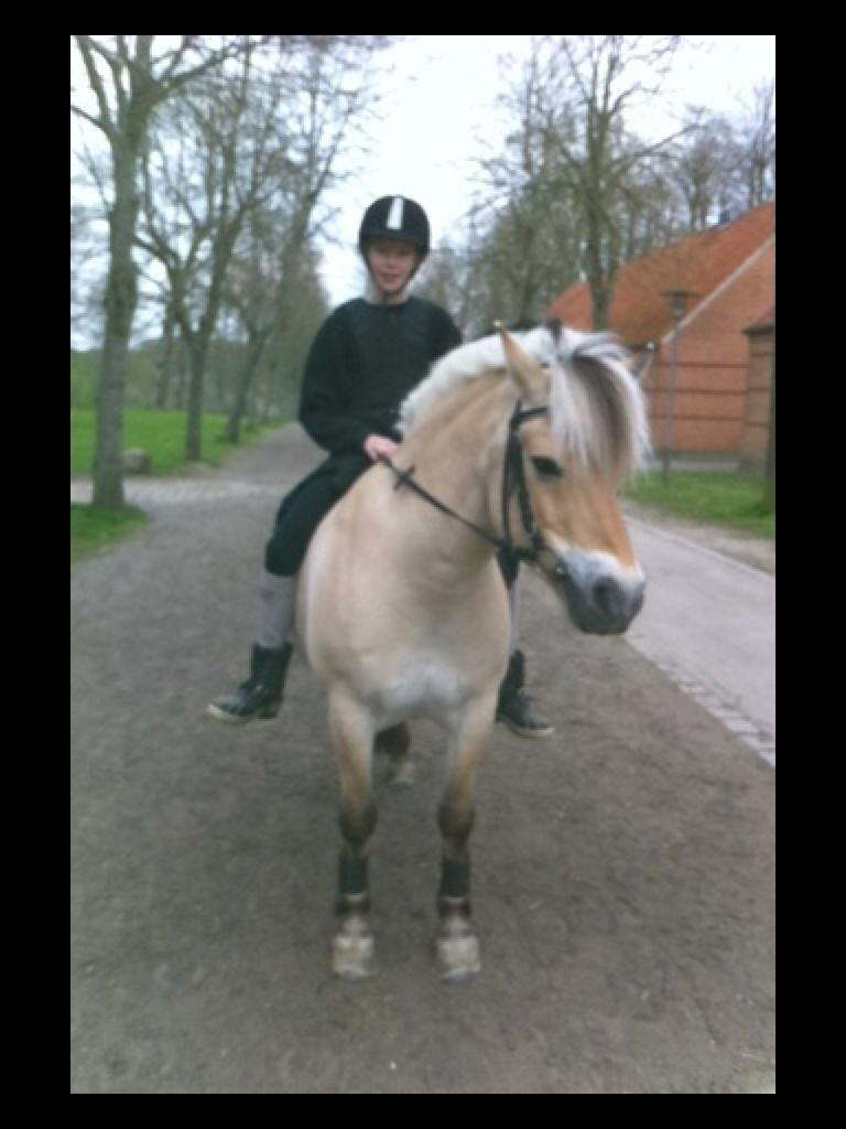 Fjordhest Baily billede 9