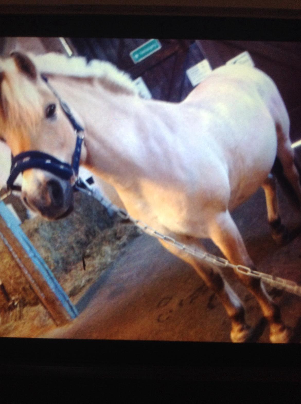 Fjordhest Baily billede 10