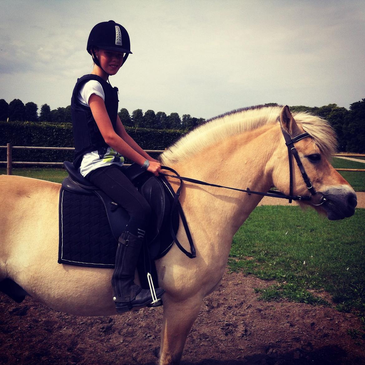 Fjordhest Baily billede 11