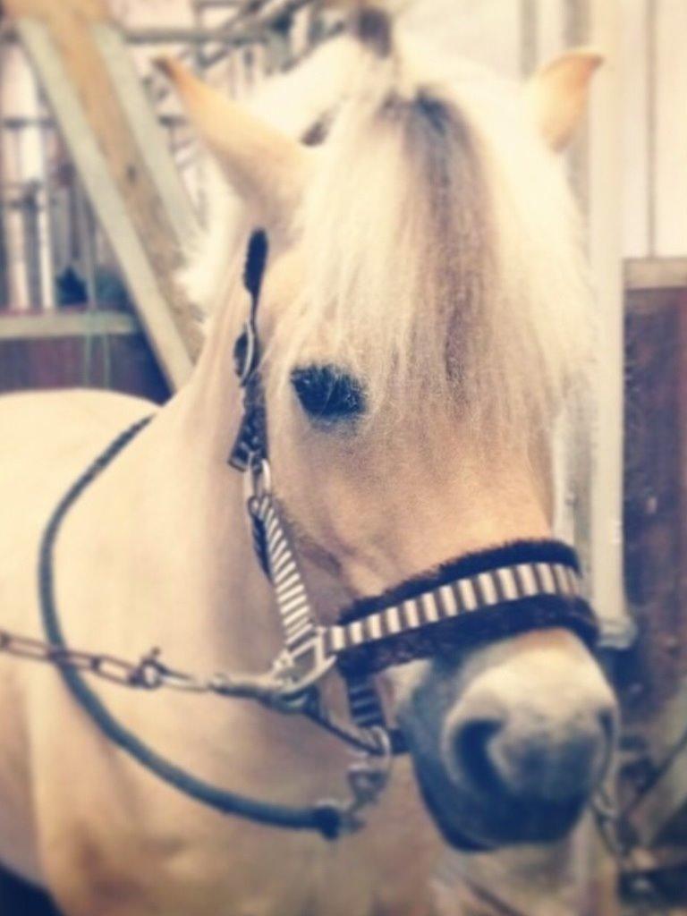 Fjordhest Baily billede 12