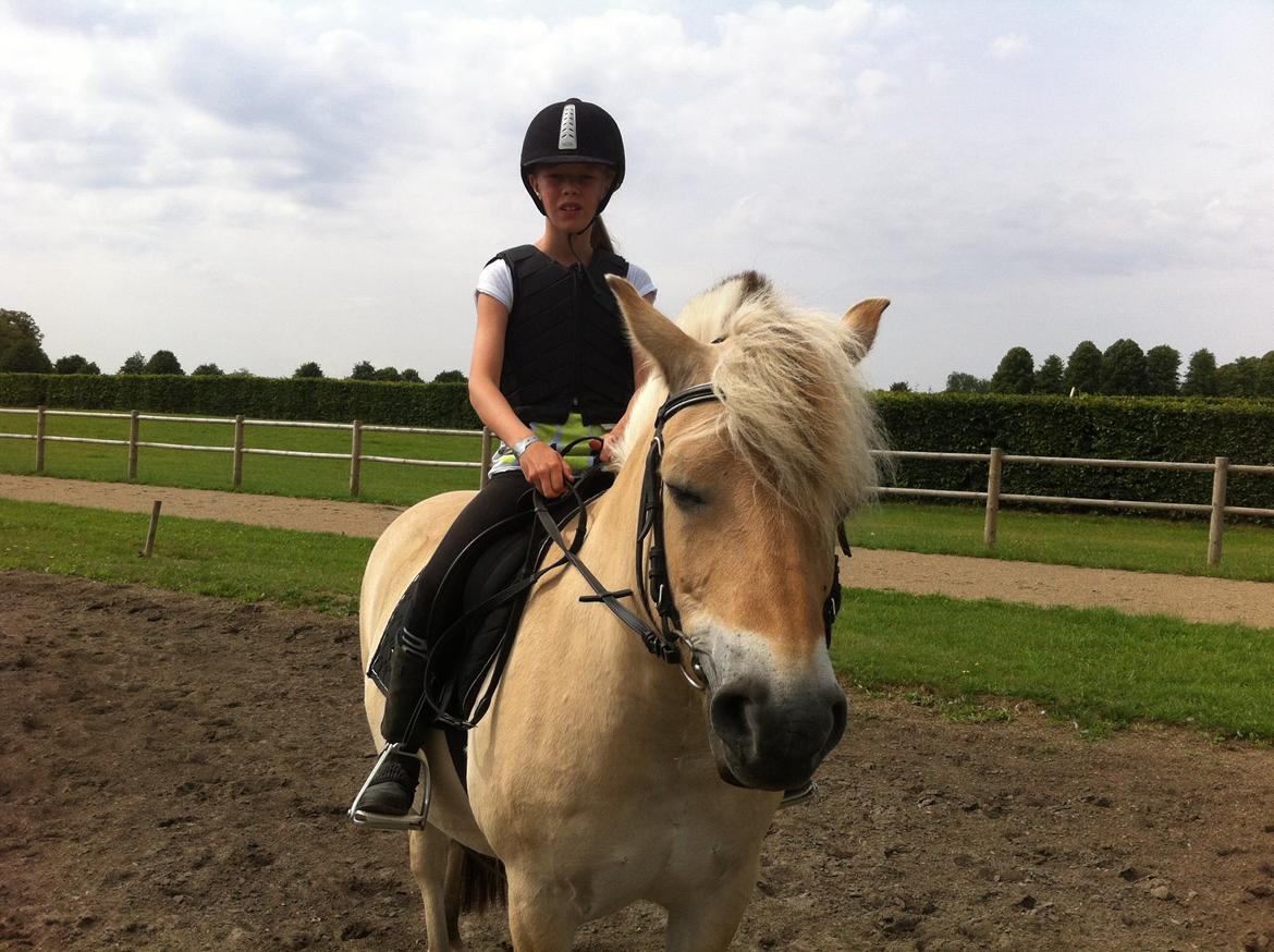 Fjordhest Baily billede 13