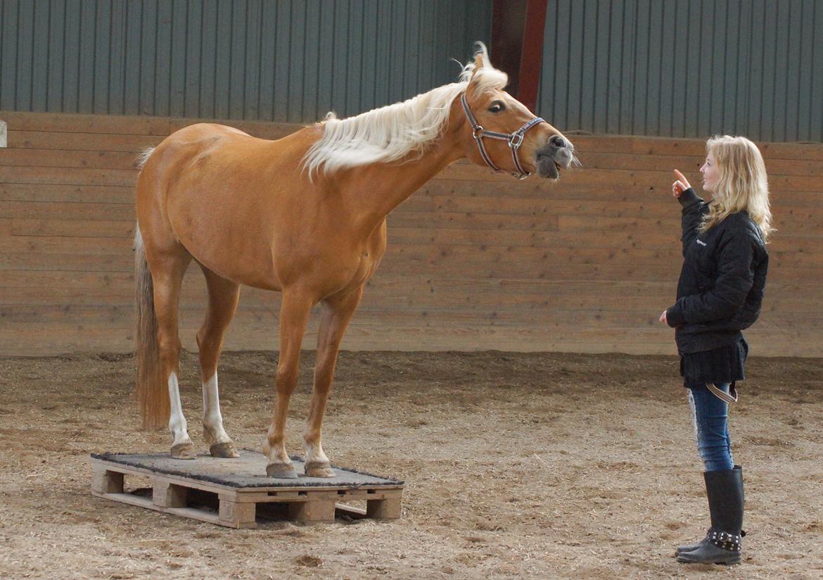 Palomino Maribos pride - 5 maj 2014. Ryster med hovedet på palle! billede 6