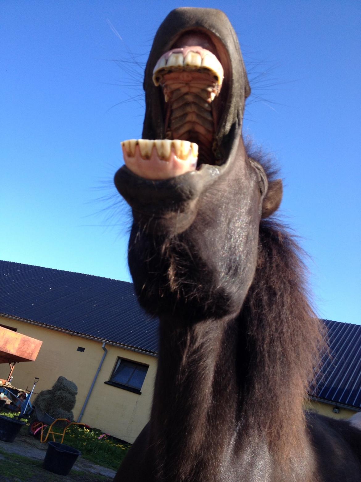 Anden særlig race • Silver • Min Soulmate<3• Himmelpony billede 18