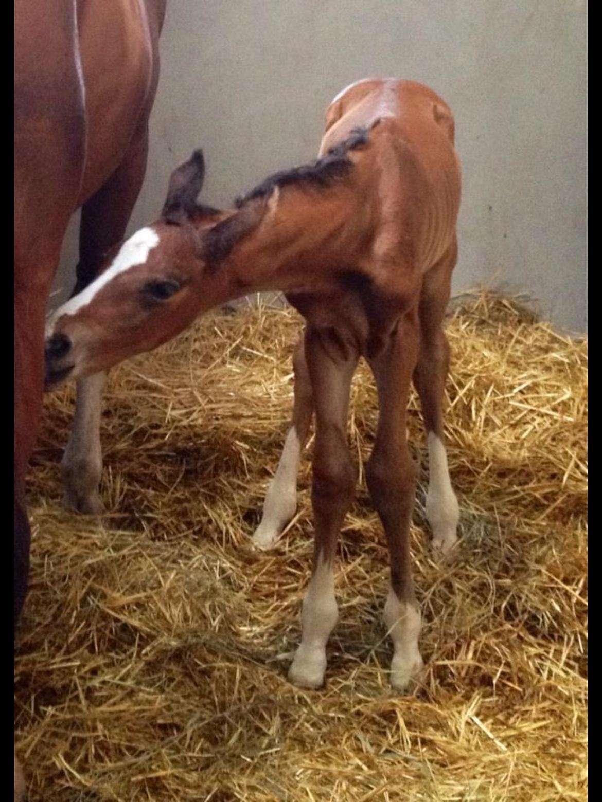 Dansk Varmblod Egely´s Fanny billede 11