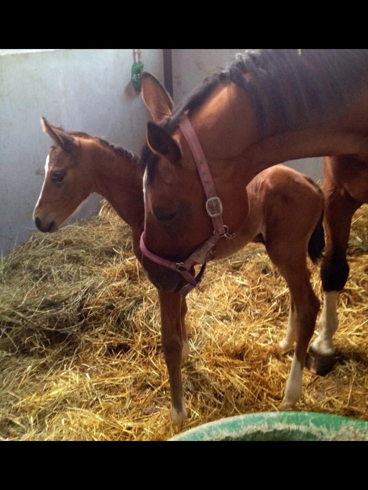 Dansk Varmblod Egely´s Fanny billede 12