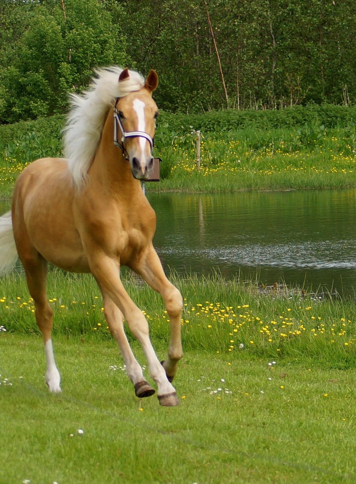 Palomino Hedegaards Colmar Blue billede 13