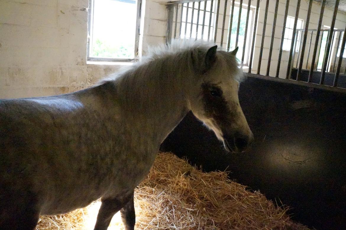 Anden særlig race Herkules *Elevpony* billede 14