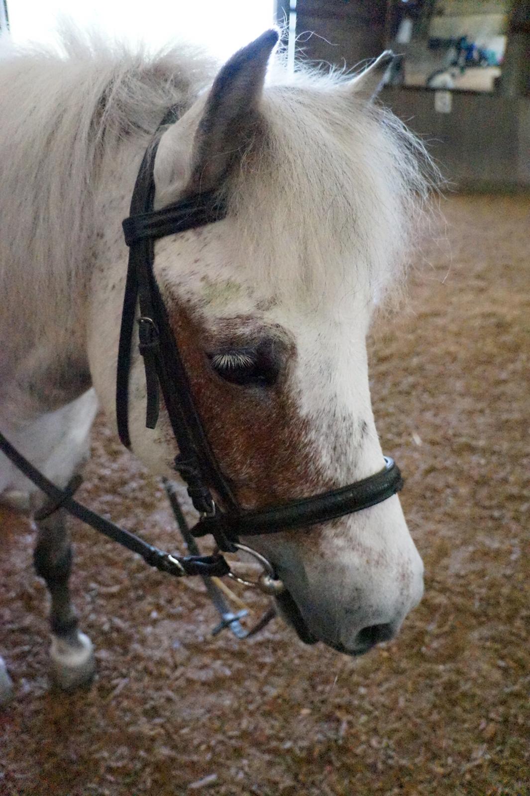 Anden særlig race Herkules *Elevpony* billede 11