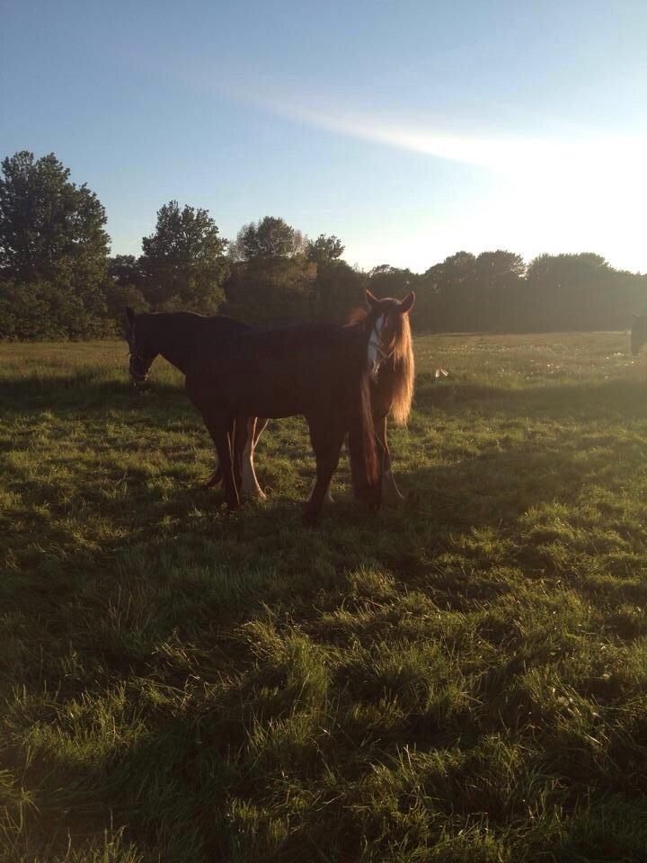 Tinker Dreamhorse's Dunflaith billede 12