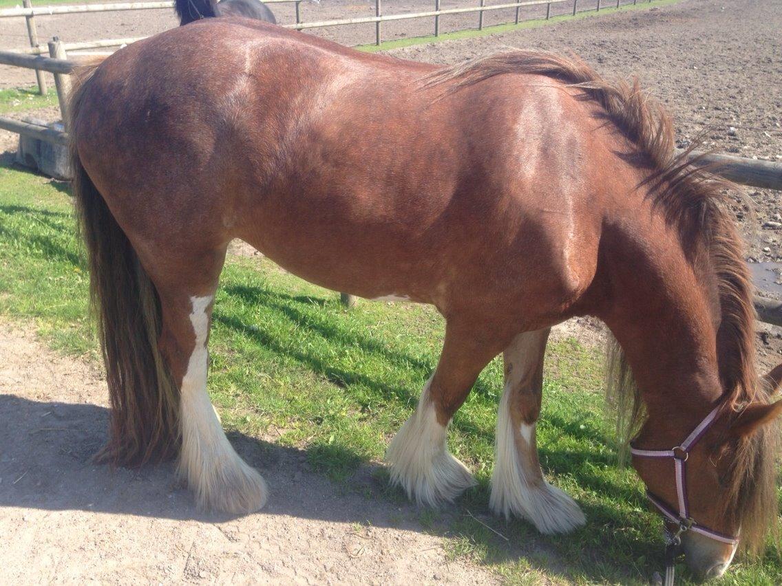 Tinker Dreamhorse's Dunflaith billede 10