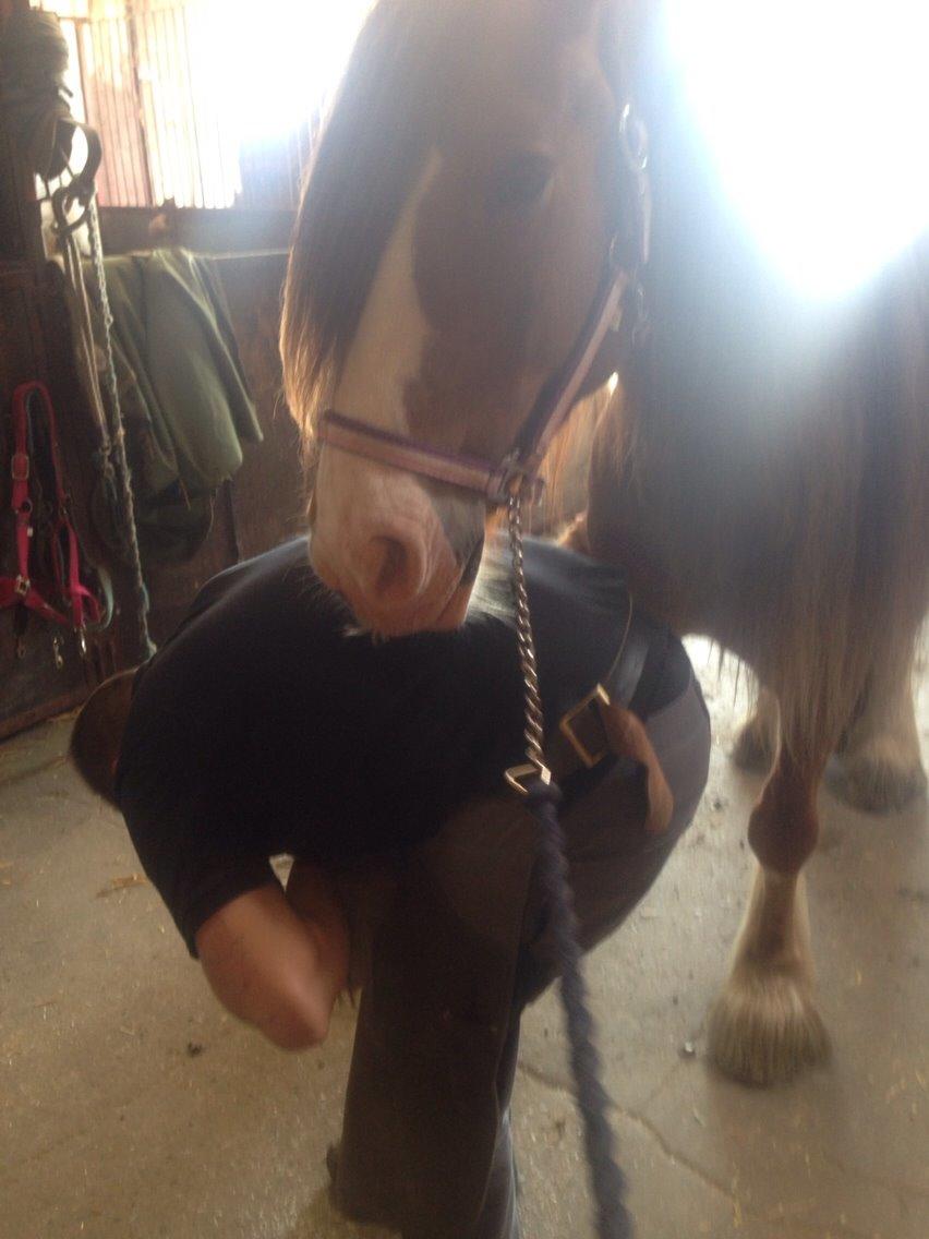 Tinker Dreamhorse's Dunflaith billede 13