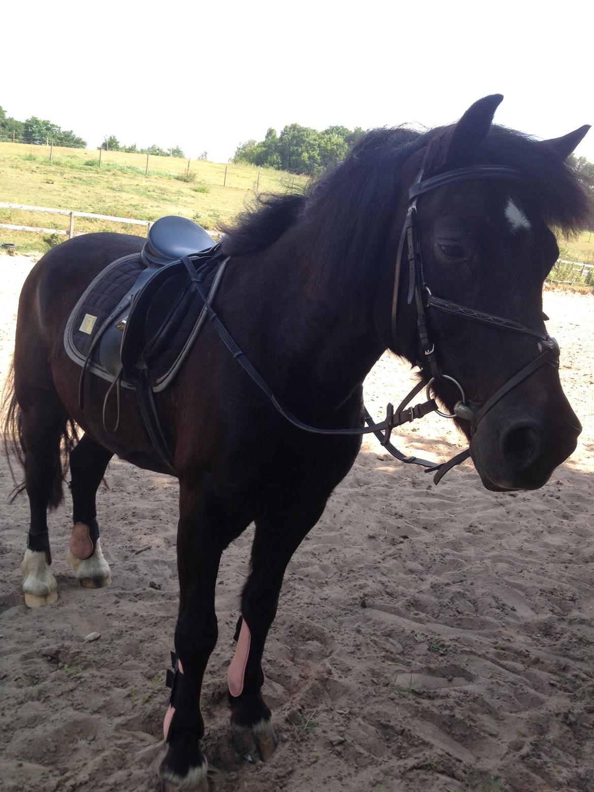 Welsh Cob (sec D) Taffy dorthealyst billede 2