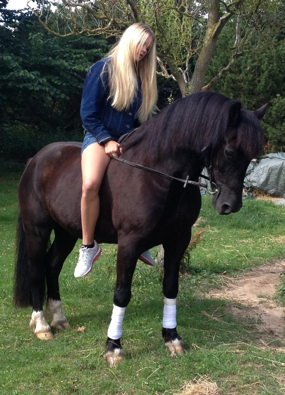 Welsh Cob (sec D) Taffy dorthealyst billede 4