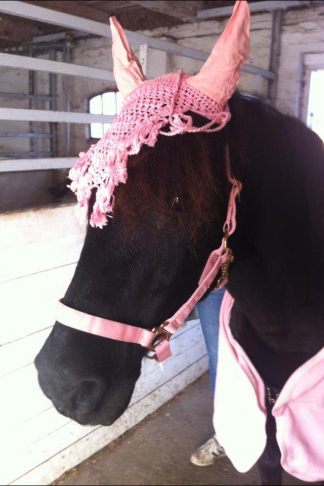 Welsh Cob (sec D) Taffy dorthealyst billede 10