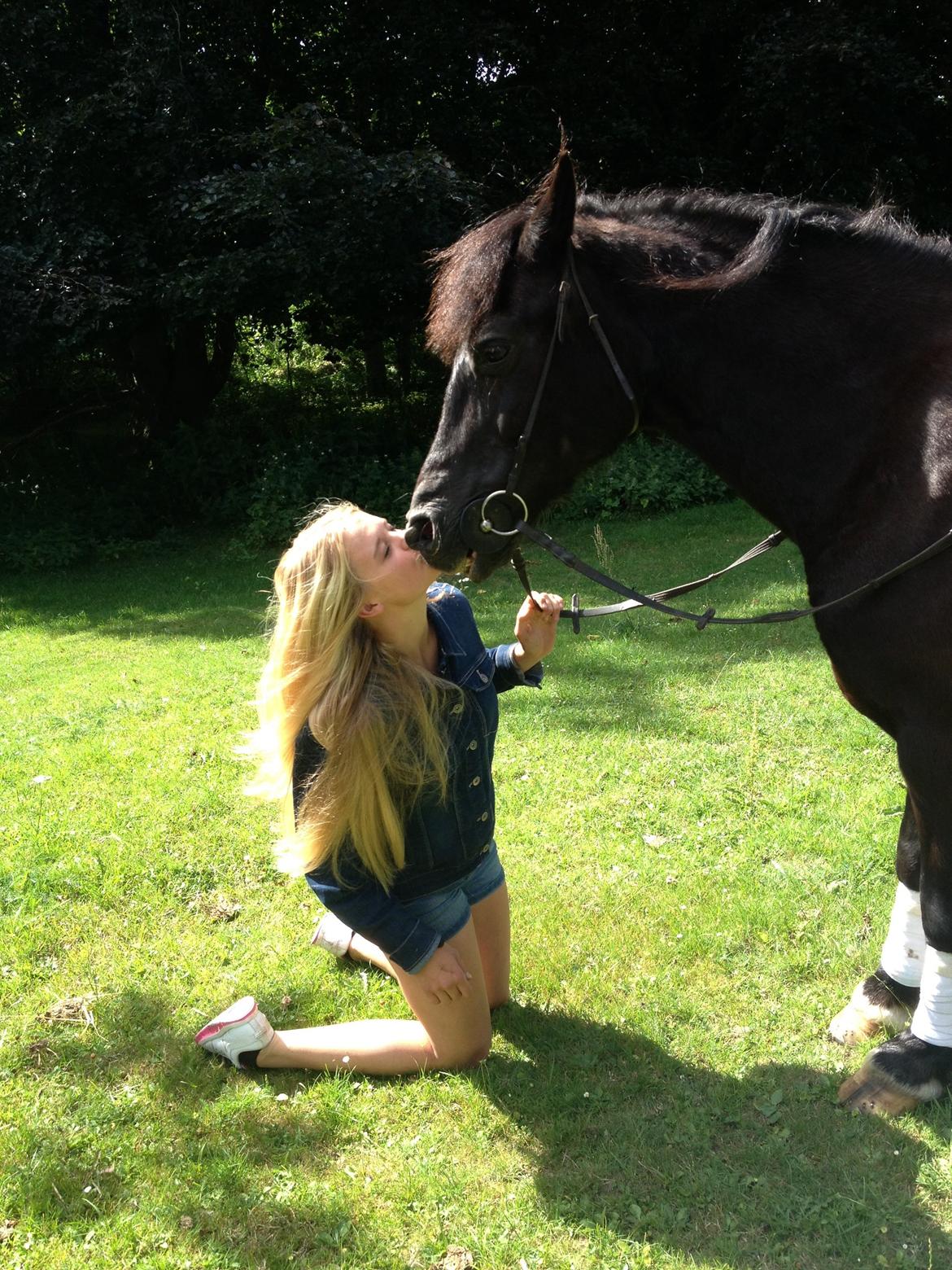 Welsh Cob (sec D) Taffy dorthealyst billede 12