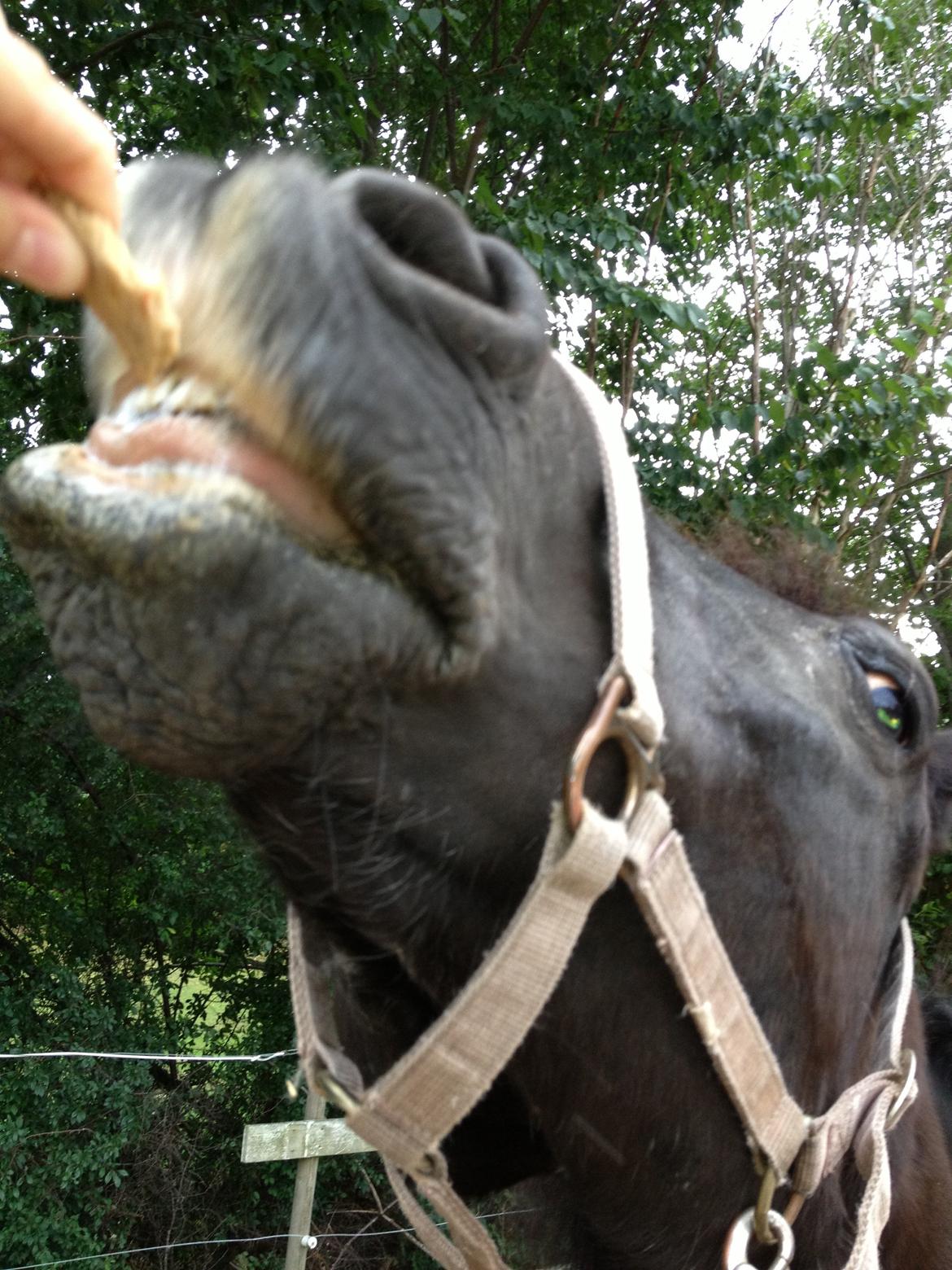 Welsh Cob (sec D) Taffy dorthealyst billede 14