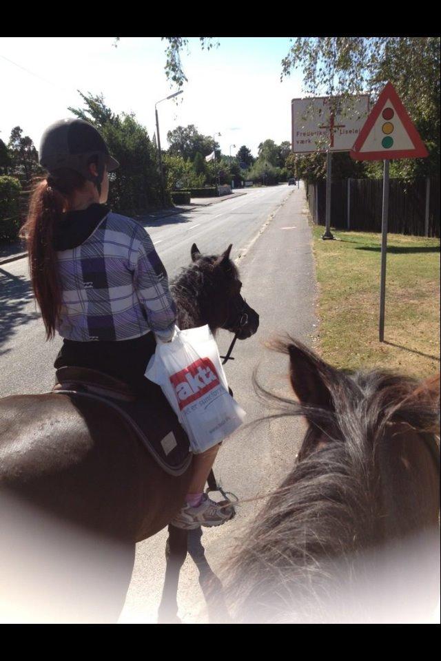 Welsh Cob (sec D) Taffy dorthealyst billede 20