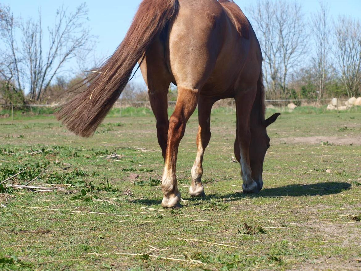 Anden særlig race Eponine!*<3 den bedste pony!<3 - når enden er god er alting godt <3 billede 8
