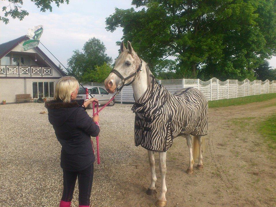 Arabisk fuldblod (OX) Wahinni ox *R.I.P. 19-08-15* billede 9