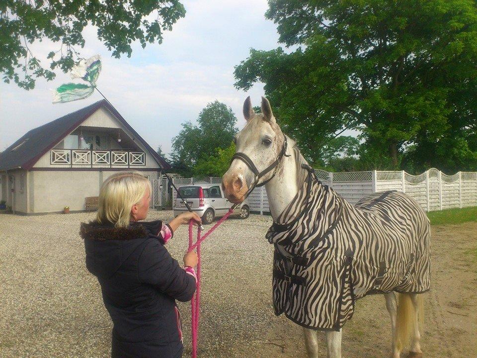 Arabisk fuldblod (OX) Wahinni ox *R.I.P. 19-08-15* billede 10