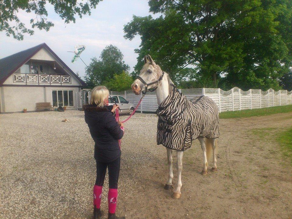 Arabisk fuldblod (OX) Wahinni ox *R.I.P. 19-08-15* billede 12